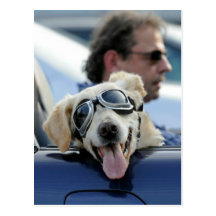 A Dog's Life Post Cards