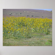 A Field of Sunflowers -  Poster/Painting