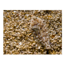 A Flounder Fish Blends in with its Surroundings Postcard