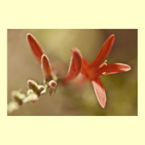A flower's fragrance "Poster" posters