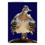 A Fluffy Roadrunner Greeting Cards