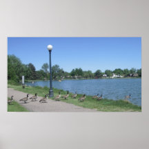 A Gaggle of Geese Print