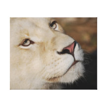 A gentle lion gallery wrapped canvas