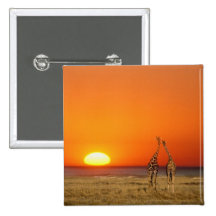 A Giraffe couple walks into the sunset, in Pinback Buttons