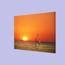 A Giraffe couple walks into the sunset, in canvas prints