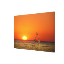 A Giraffe couple walks into the sunset, in Stretched Canvas Print