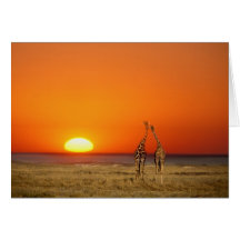 A Giraffe couple walks into the sunset, in Greeting Cards