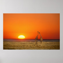 A Giraffe couple walks into the sunset, in Poster