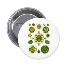 A Green Algae Button
