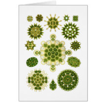 A Green Algae Greeting Cards