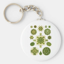 A Green Algae Key Chain