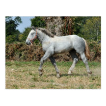 A grey Percheron foal in France Post Cards