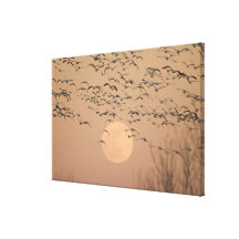 A group of migratory snow geese, Grus Gallery Wrapped Canvas