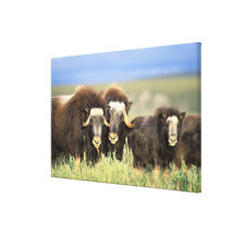 A group of muskoxen browse on willow shrubs on canvas print