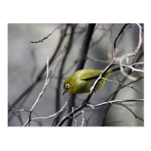 A little Bird Whispered In My Ear Postcard
