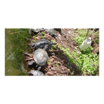 A lot of Turtles Photo Cards