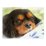 A Love Like No Other Cavalier King Charles Spaniel Post Cards