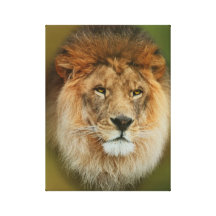 A majestic lion canvas print