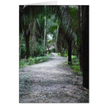 A Mayan Path Cards