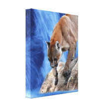 A mountain lion at the waterfall gallery wrap canvas