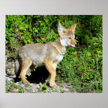 A Nervous Coyote Pup Posters