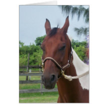 A Paint Horse Greeting Card
