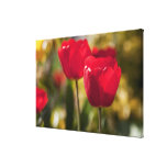 A pair of bright red Tulips captured with a Stretched Canvas Prints
