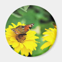 A peacock butterfly - Magnet