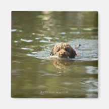 A playful dog cools off in the summer heat. magnet