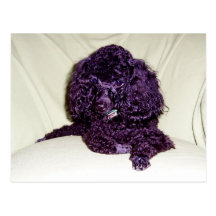 A Poodles L:ife Post Cards