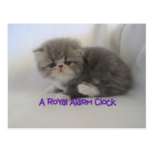 A royal alarm clock Persian kitty postcard