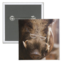 a stuffed wild boar wearing glasses outside a buttons