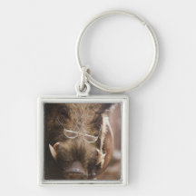 a stuffed wild boar wearing glasses outside a key chain