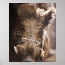 a stuffed wild boar wearing glasses outside a poster