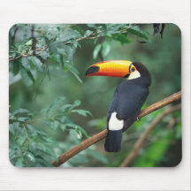 A toucan perched on a branch in Brazil. Mouse Mats