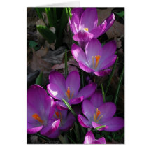 A touch of Spring Greeting Cards