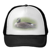 A wild duck resting  on green grasses hat