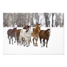 A winter scenic of running horses on The 2 Photo