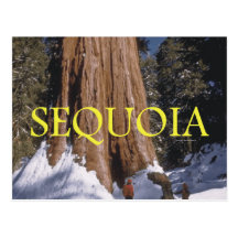 ABH Sequoia Postcards