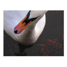Above a Swan Postcard