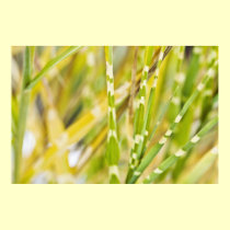 Abstract zebragrass Poster posters