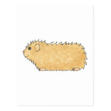 Abyssinian Guinea Pig. Postcards