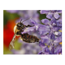 Acrobatic Bee Post Card