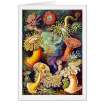 Actiniae (Sea Anemones), Ernst Haeckel Cards