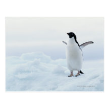 Adelie penguin, Antarctica Post Cards
