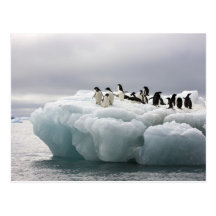 Adelie Penguin Pygoscelis adeliae), Postcards