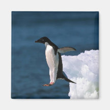 Adelie Penguins Magnets