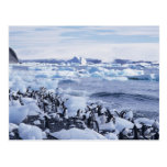 Adelie Penguins Pygoscelis adeliae) among the Postcard