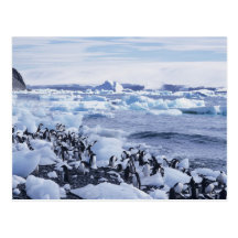 Adelie Penguins Pygoscelis adeliae) among the Postcard