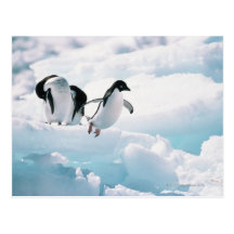 Adelie penguins (pygoscelis adeliae) Antarctica Post Cards